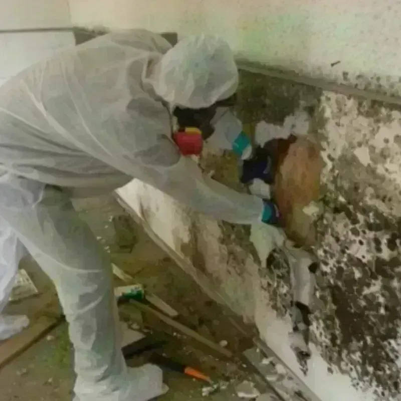 Mold Remediation and Removal in Brownsville, FL